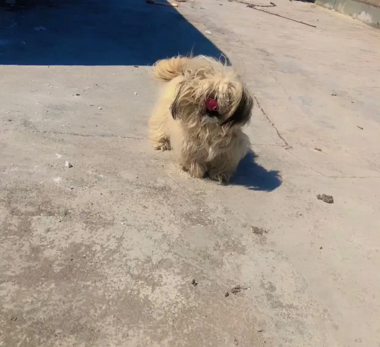 واگذاری سگ پاکوتاه شیتزو سوپر فلت|سگ|علی‌آباد کتول, |دیوار