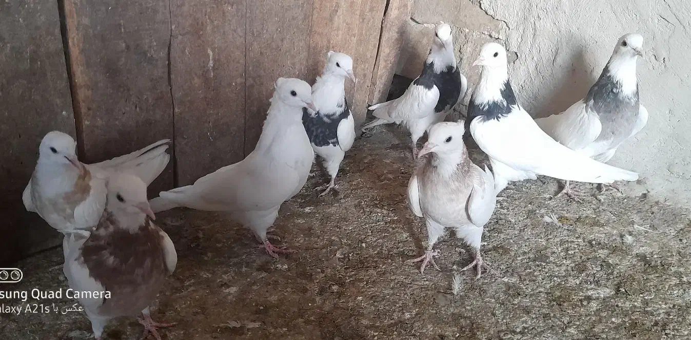 ط‌وقی و نامور|پرنده|لالجین, |دیوار