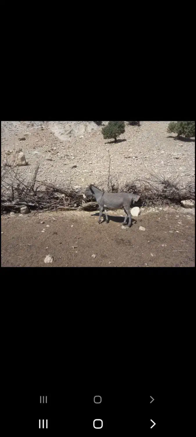 الاغ|حیوانات مزرعه|اندیمشک, |دیوار