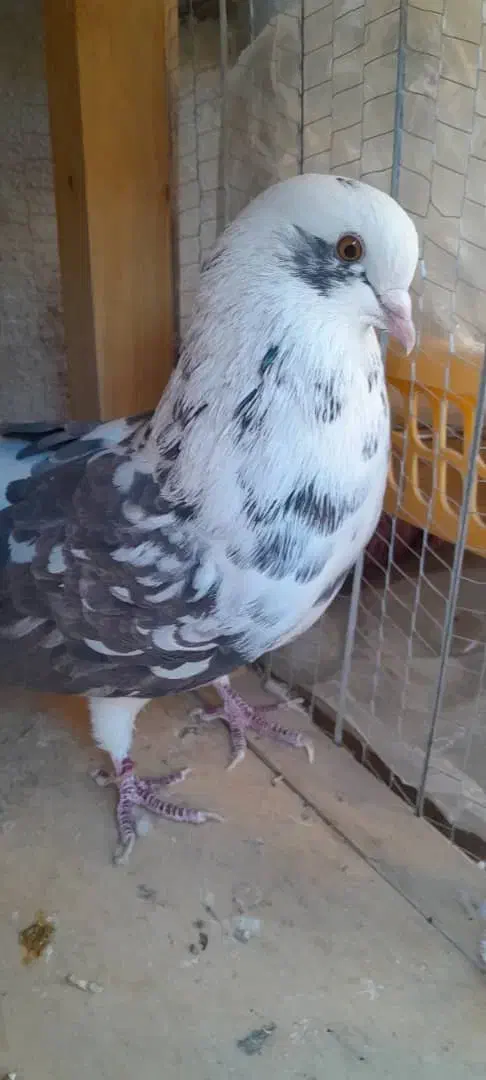 کفتر|پرنده|شاهرود, |دیوار