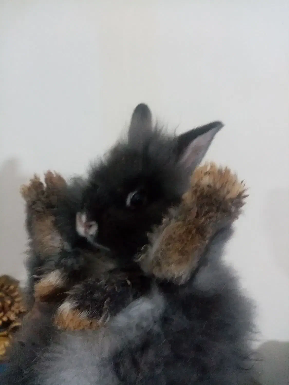 بچه خرگوش لوپ بلو|موش و خرگوش|قزوین, |دیوار