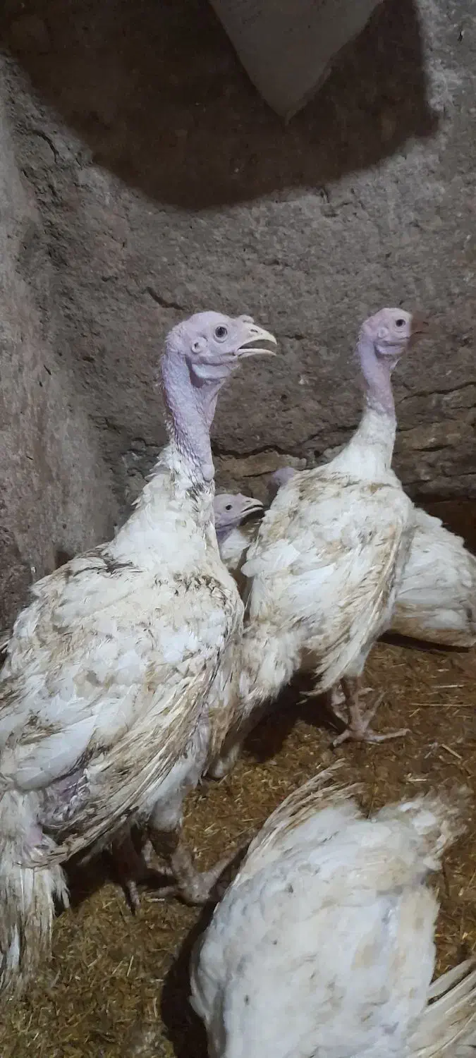 فروش بوقلمون پرواری بیوتید|حیوانات مزرعه|تفرش, |دیوار