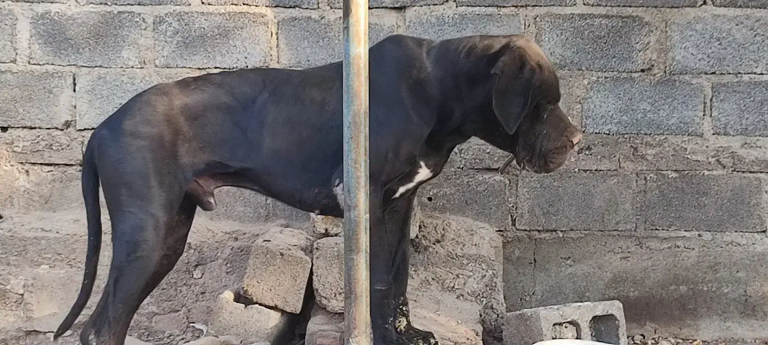 واگذاری دوقلاده سگ های گریت دین|سگ|بوکان, |دیوار