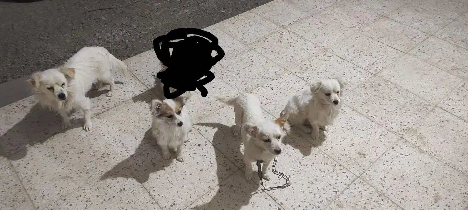 واگذاری سگ|سگ|محمدیه-قزوین, |دیوار