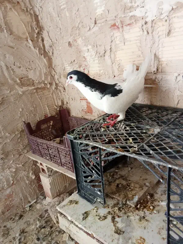 پیراهن لباس تیشرت.یال کرمانی مامله با جوجه المانی|لباس|زابل, |دیوار