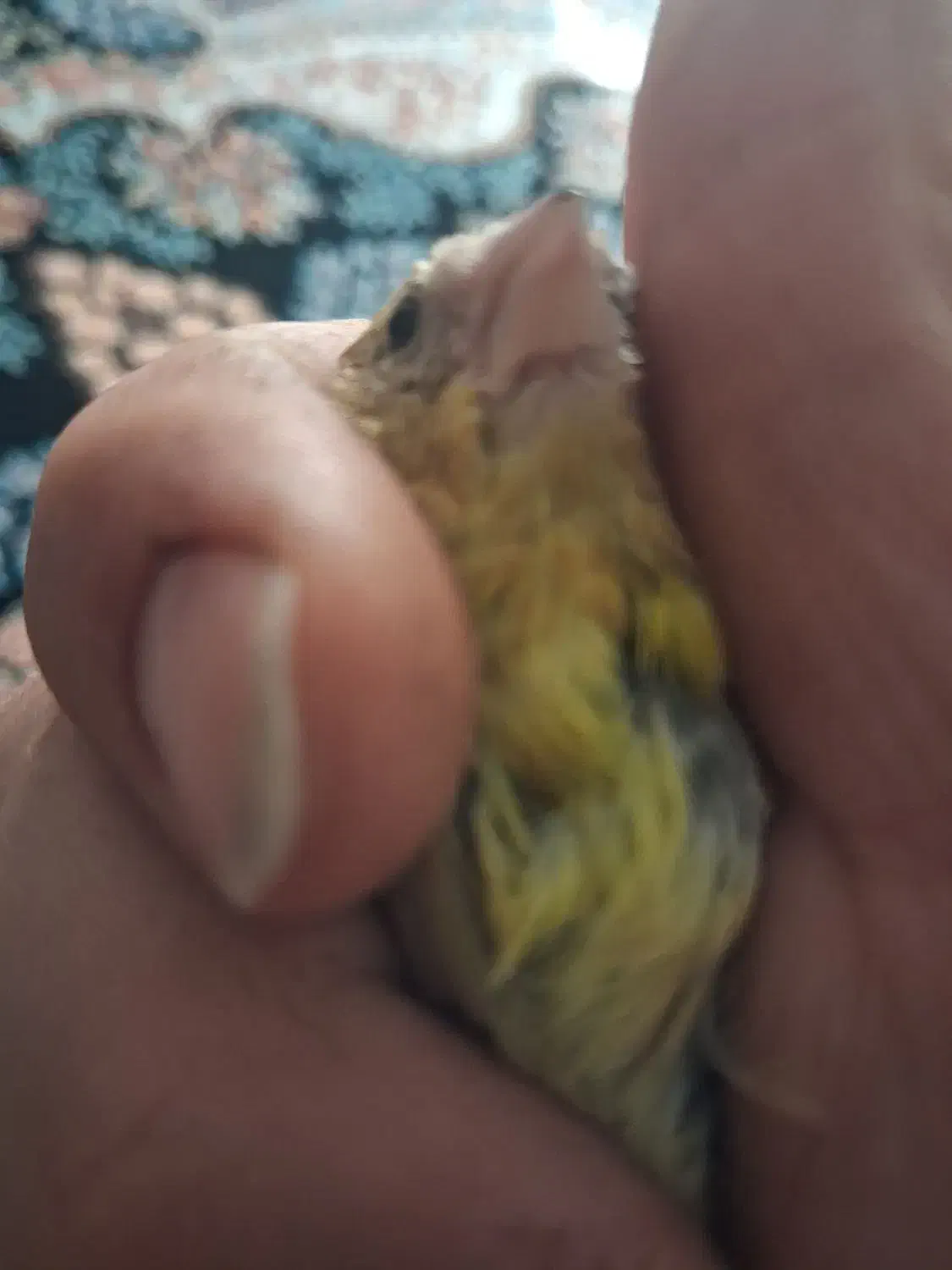 جوجه سیره قناری نر|پرنده|بروجرد, |دیوار