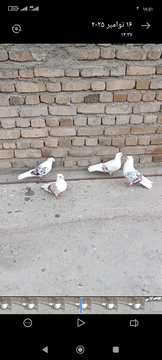 پلنگ نباتی|پرنده|دورود, |دیوار