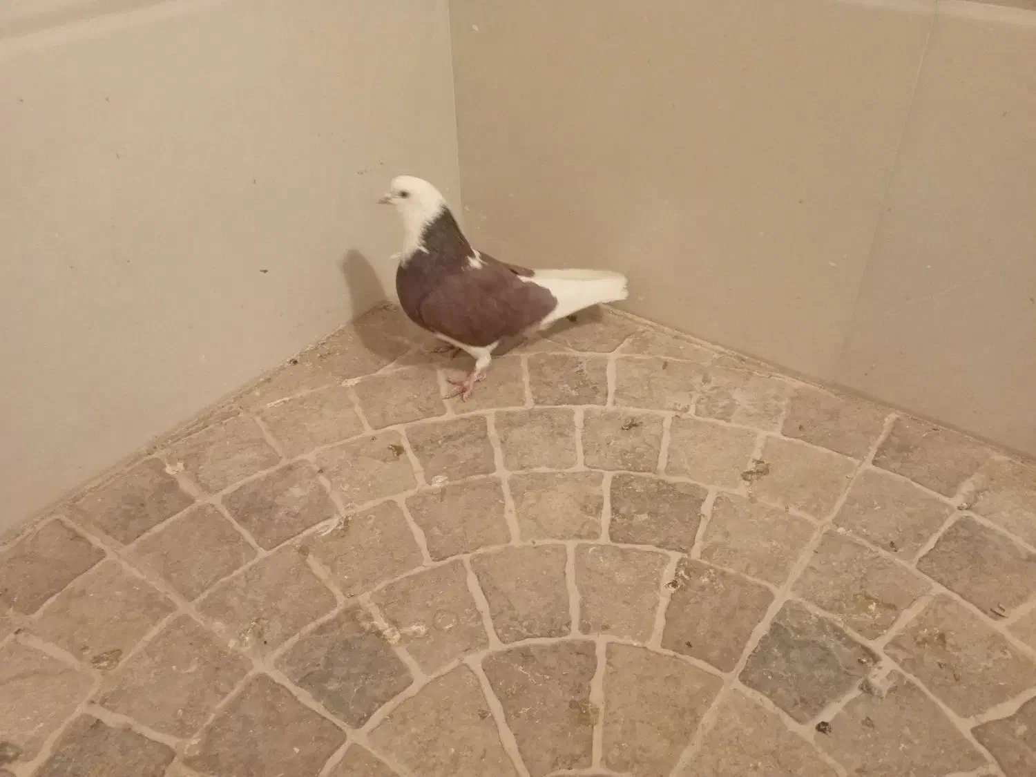 کفتر نقش|پرنده|نائین, |دیوار