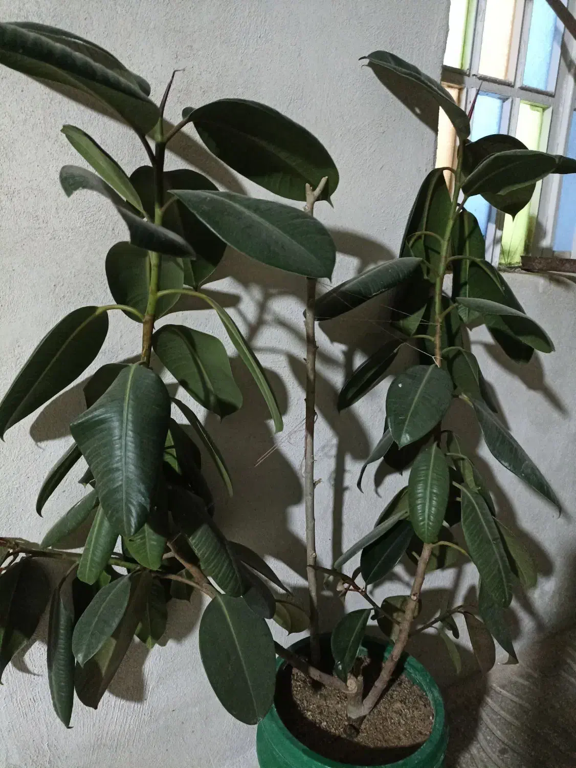 گل فیکوس زیبا|گل و گیاه طبیعی|یاسوج, |دیوار