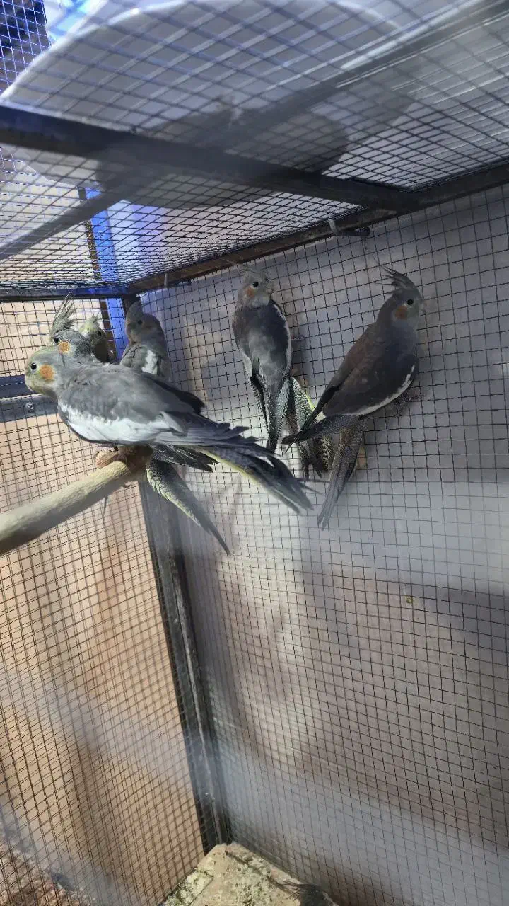 عروس هلندی|پرنده|شاهرود, |دیوار