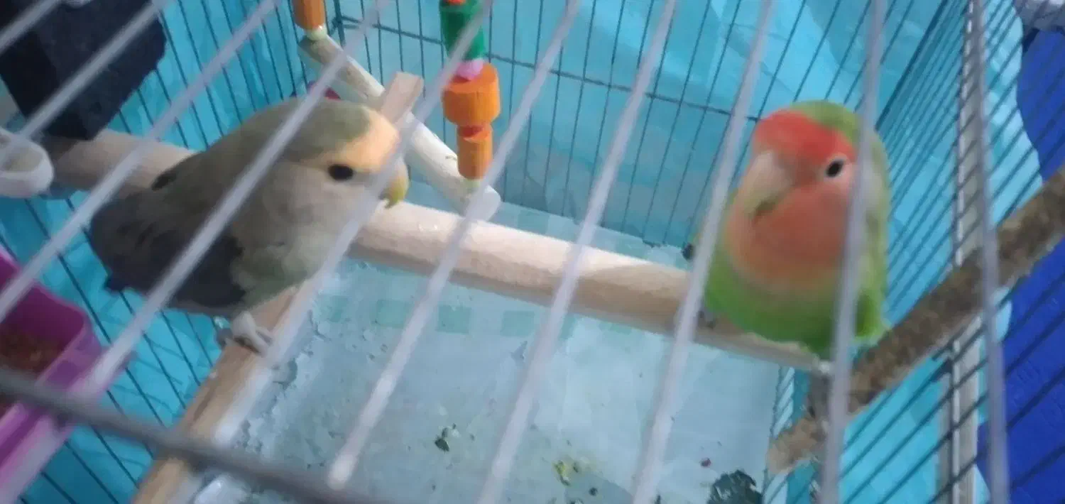 طوطی برزیلی|پرنده|رباط‌کریم, رباط‌کریم|دیوار