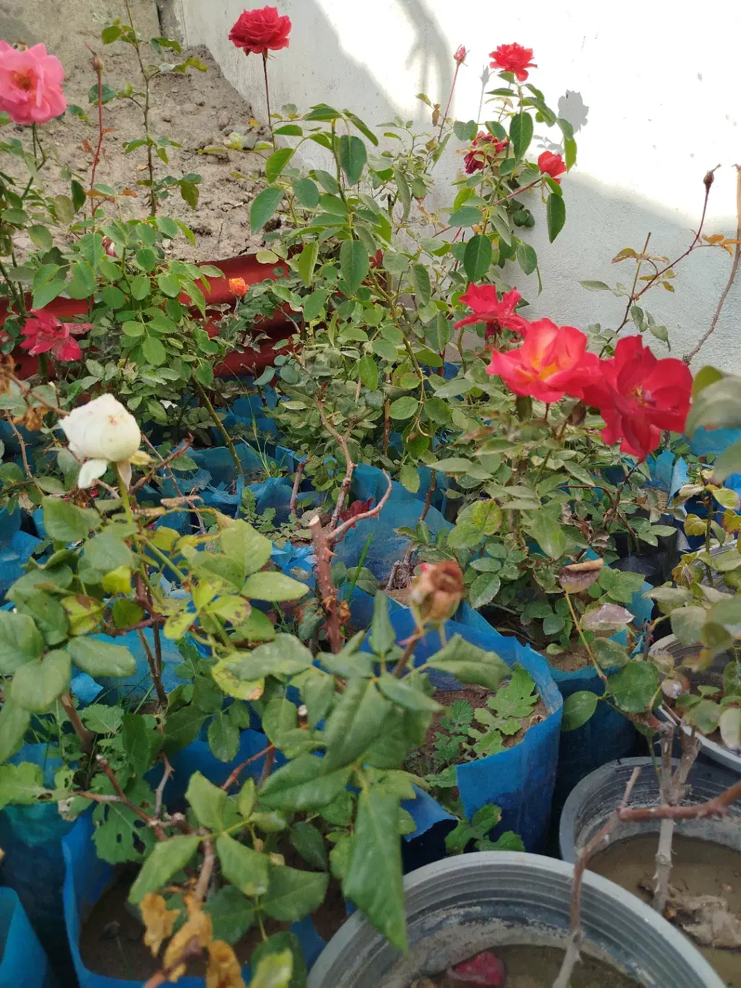 گل های محمدی|گل و گیاه طبیعی|مشگین شهر, |دیوار