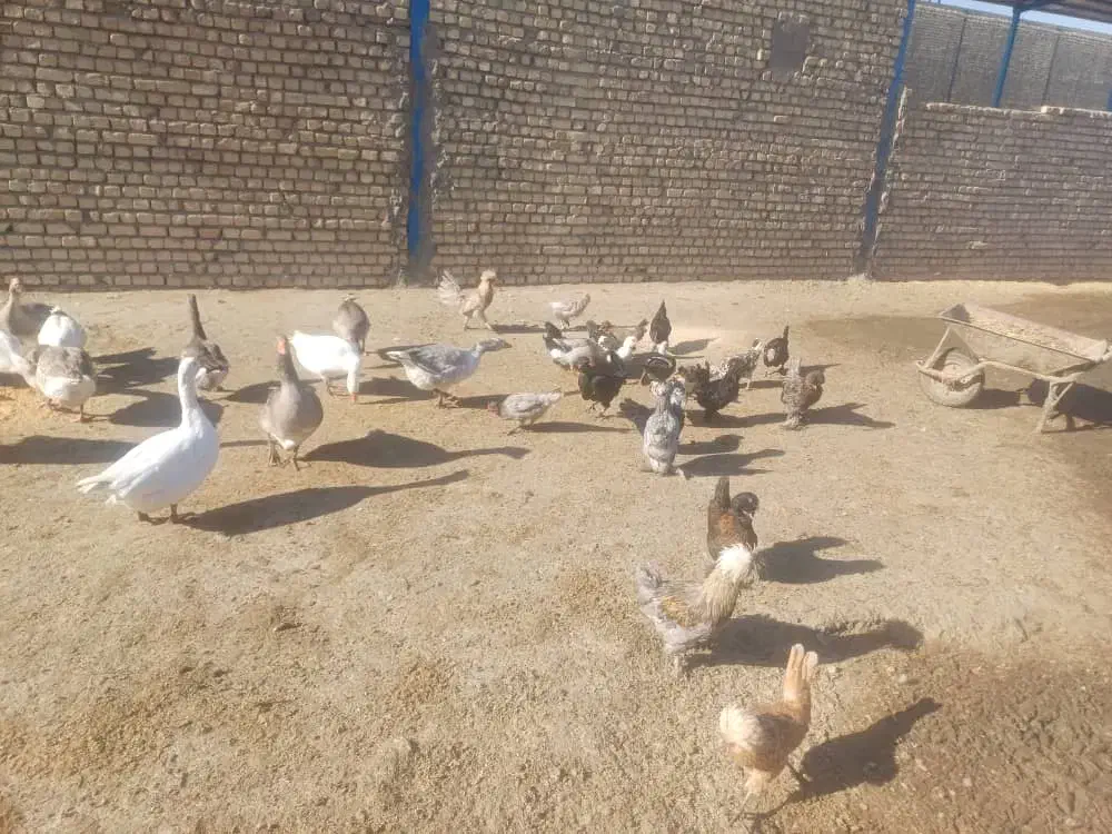 اسب و غاز و مرغ|حیوانات مزرعه|اصفهان, قهجاورستان|دیوار