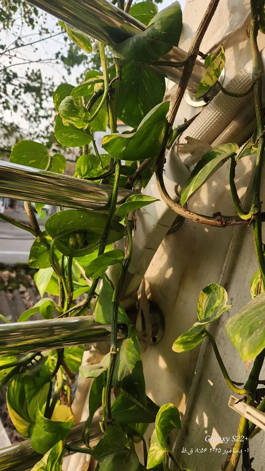 فروش گل پتوس|گل و گیاه طبیعی|رشت, حمیدیان|دیوار