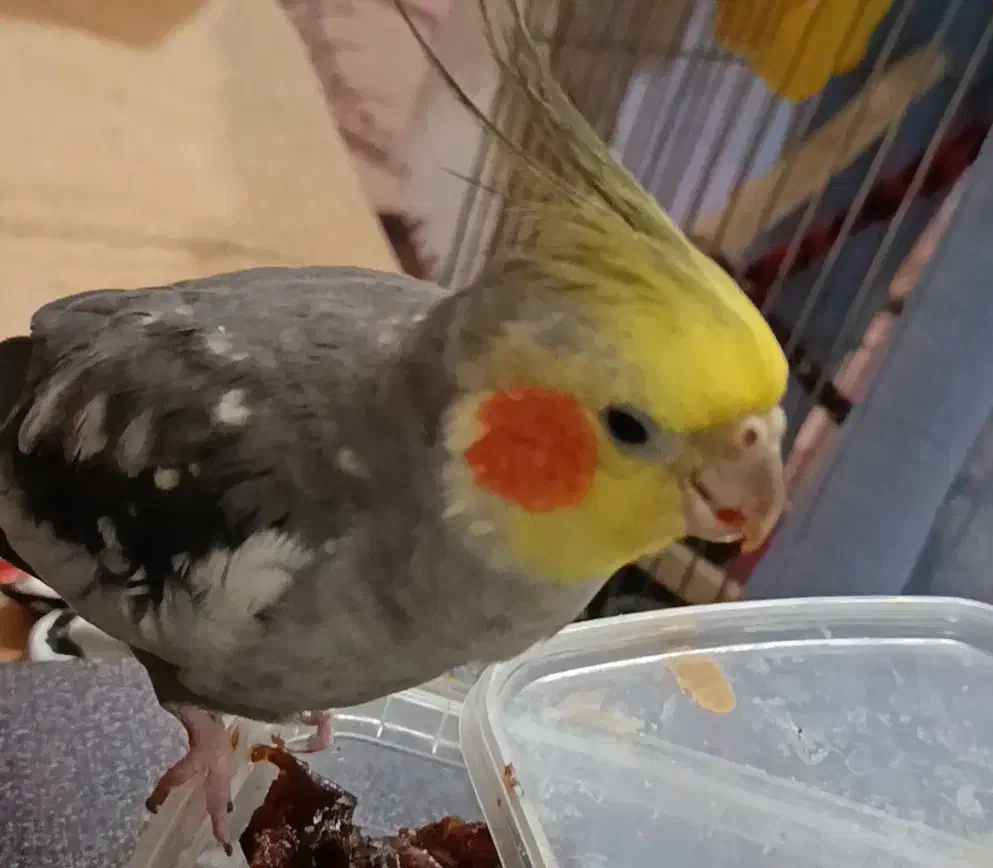 گمشده،عروس هلندی|حیوانات|بندر امام خمینی, |دیوار