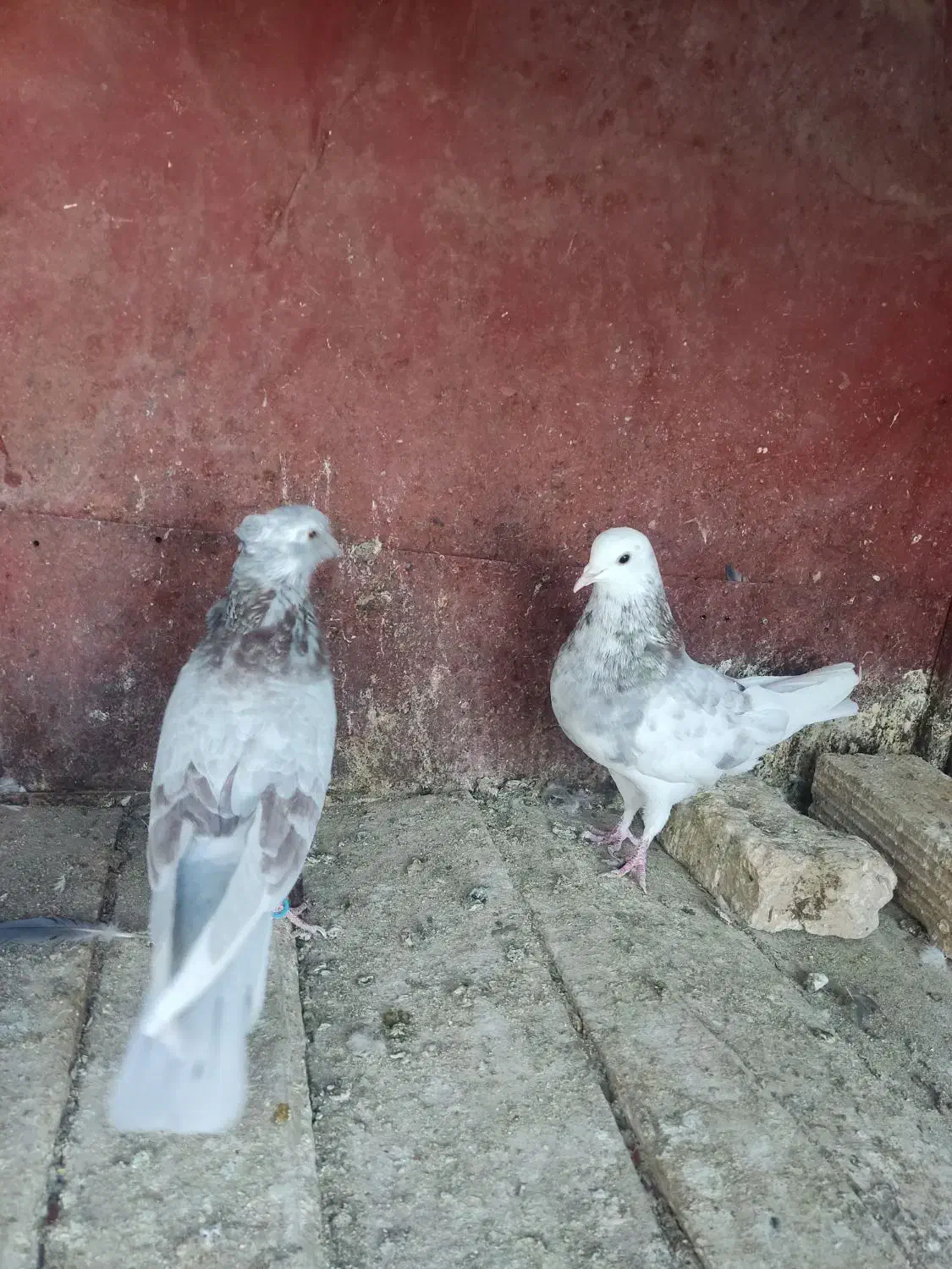 کفتر نرو ماده|پرنده|قم, کیوانفر|دیوار