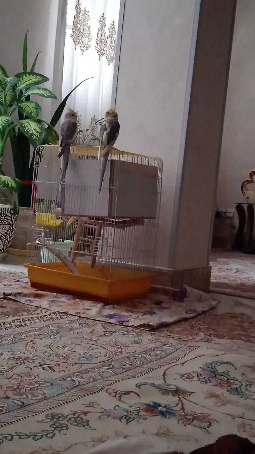 عروس هلندی|پرنده|اصفهان, اشکاوند|دیوار