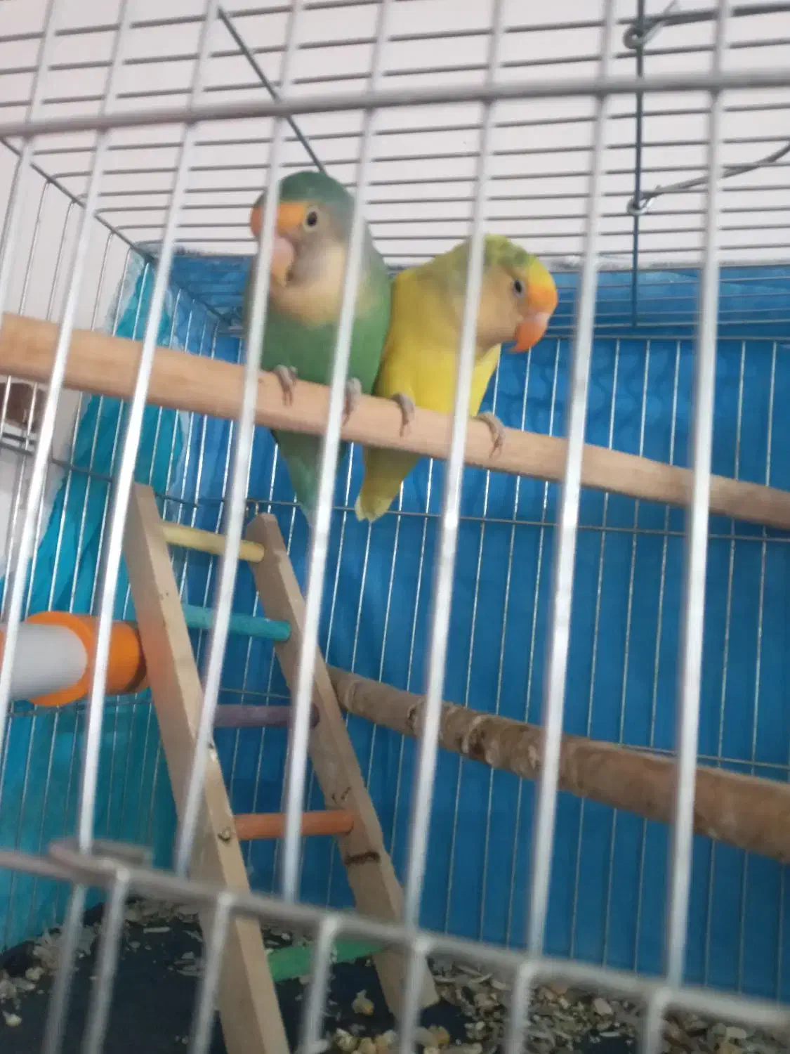 یک جفت کتوله|پرنده|باشتین, |دیوار