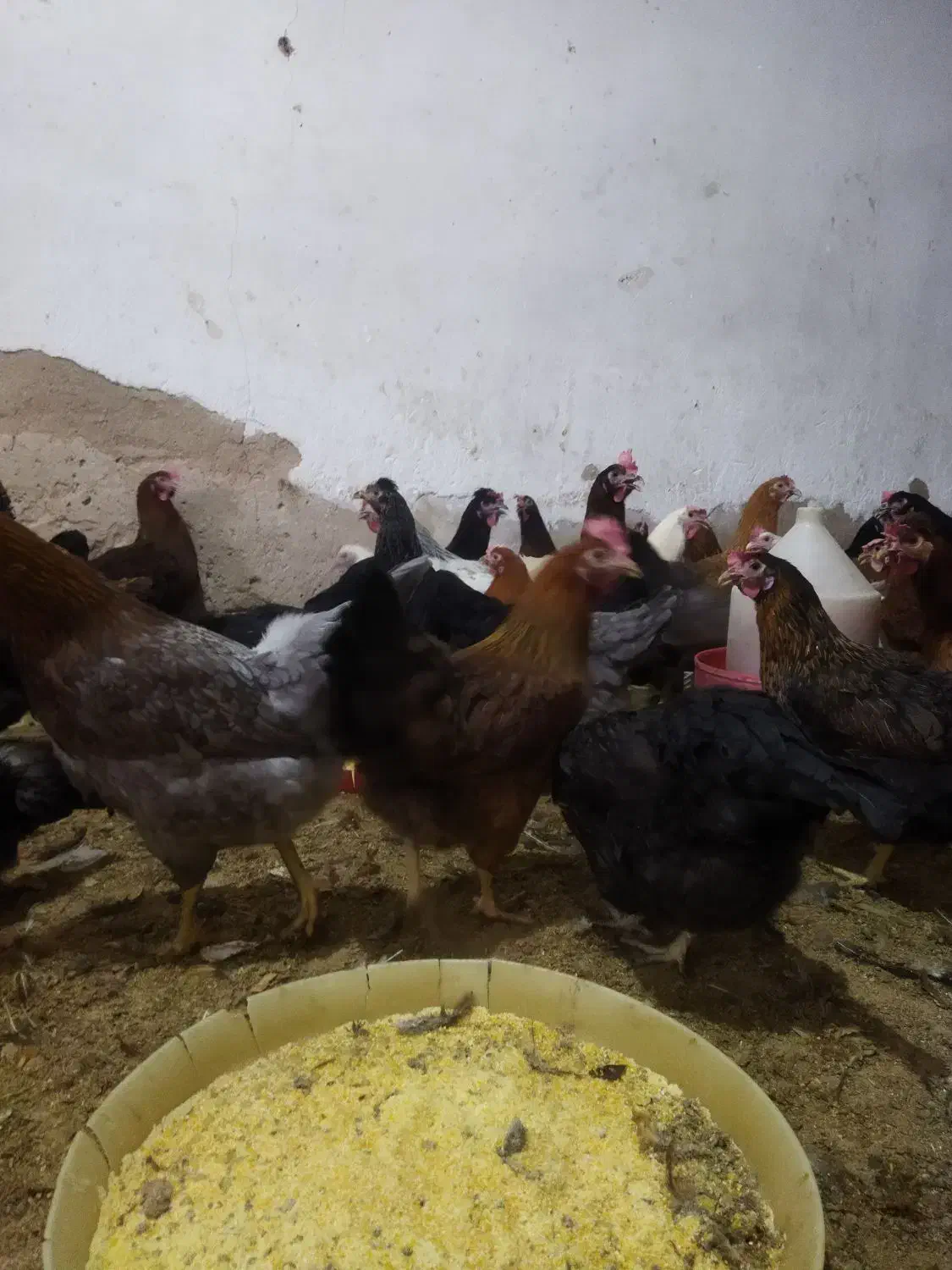 مرغ محلی 7ماهه واکسن زده|حیوانات مزرعه|دزفول, |دیوار