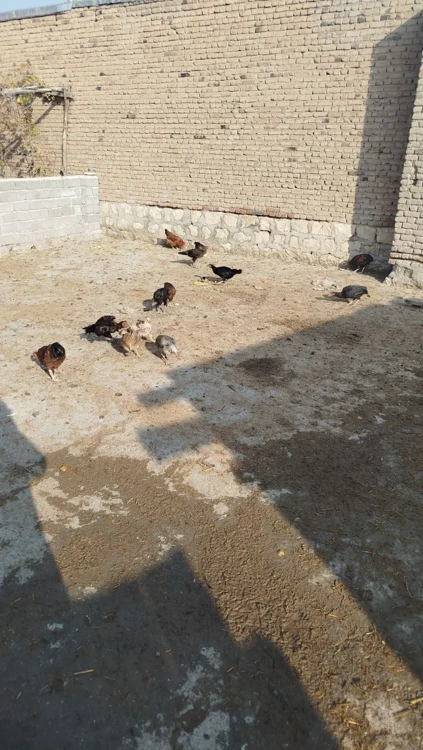 مرغ خروس|حیوانات مزرعه|محمدبار, |دیوار