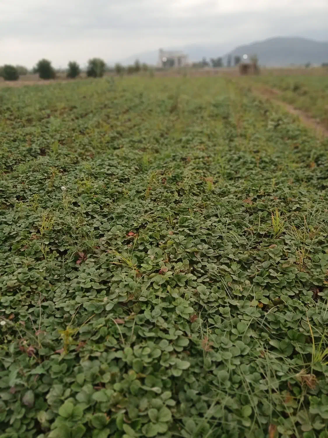 نهال توت فرنگی کاماروس|گل و گیاه طبیعی|خان ببین, |دیوار