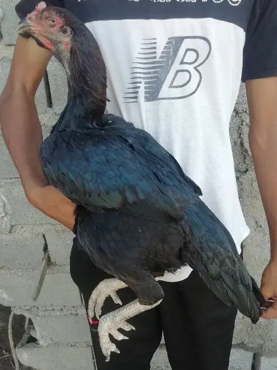 مرغ لاری اصیل|حیوانات مزرعه|نگین شهر, |دیوار