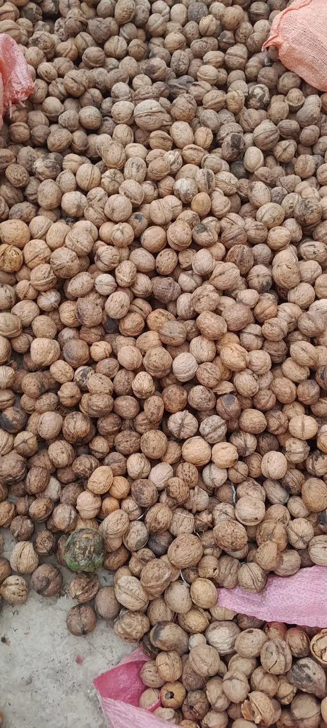 گردو|خوردنی و آشامیدنی|قوچان, |دیوار