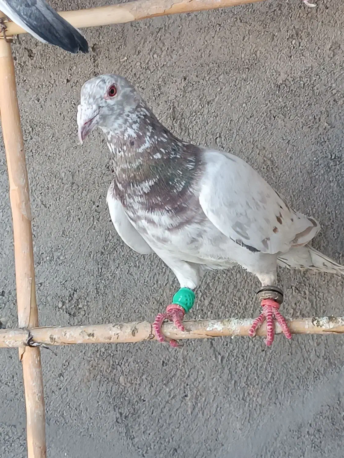 کفتر|پرنده|شال, |دیوار