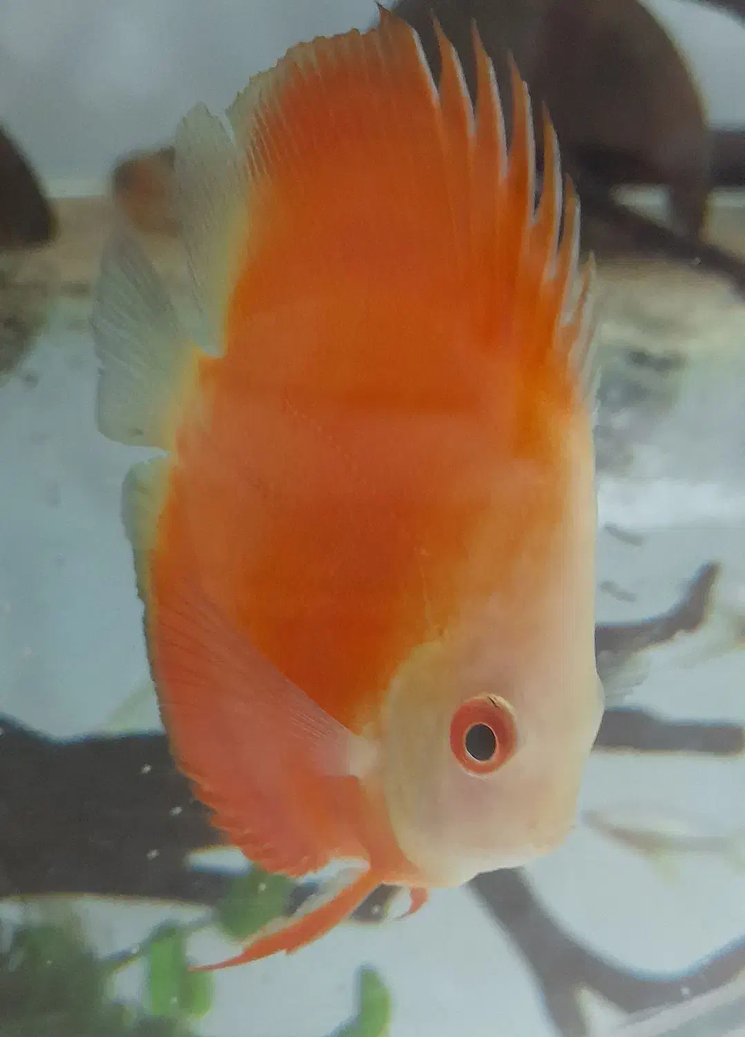 ماهی دیسکس ۲ عدد|ماهی|تهران, مهرآباد جنوبی|دیوار