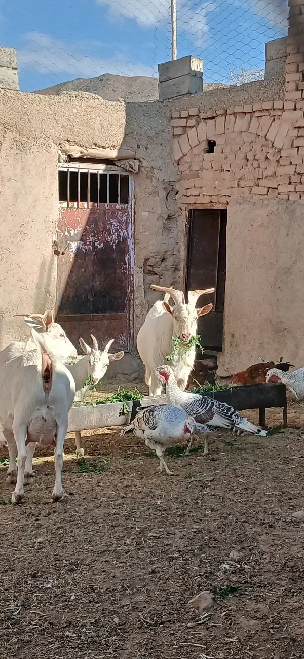 نر بز سانن|حیوانات مزرعه|ششتمد, |دیوار