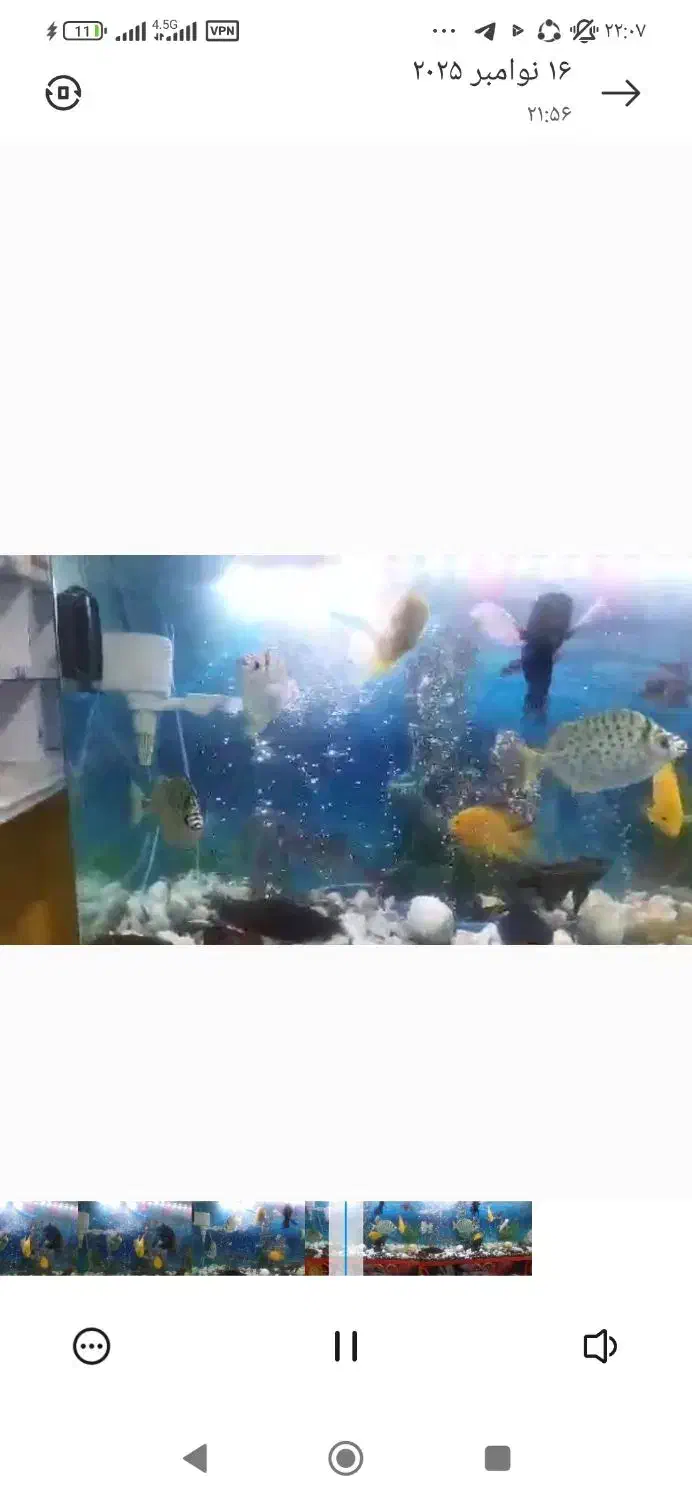 آکواریم  فروشی|ماهی|قمصر, |دیوار