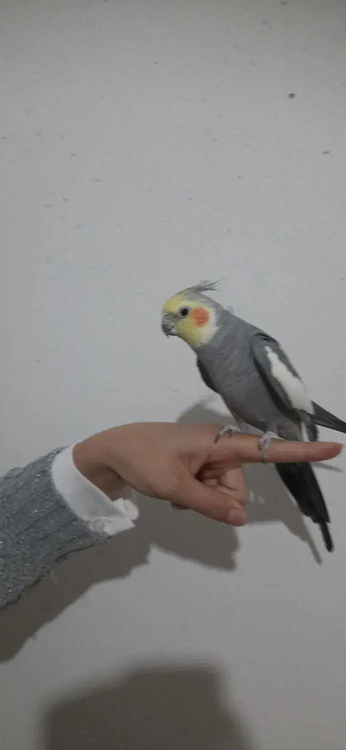 عروس هلندی|پرنده|ساوه, |دیوار