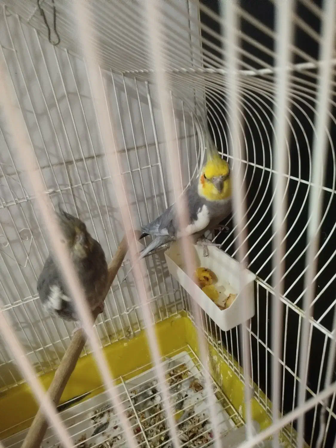 عروس هلندی|پرنده|مهریز, |دیوار