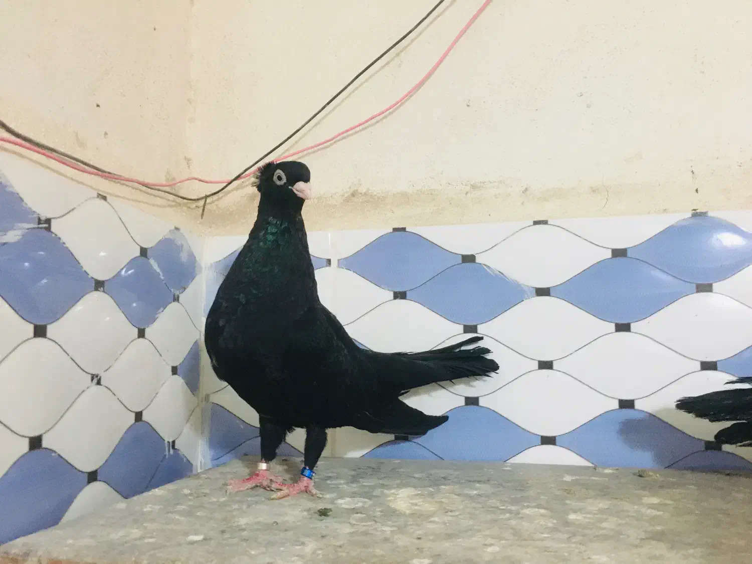 صرب|پرنده|شادگان, |دیوار