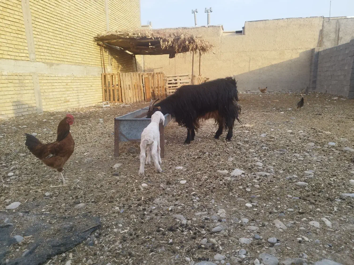 بز چپر با بره|حیوانات مزرعه|مهران (ایلام), |دیوار