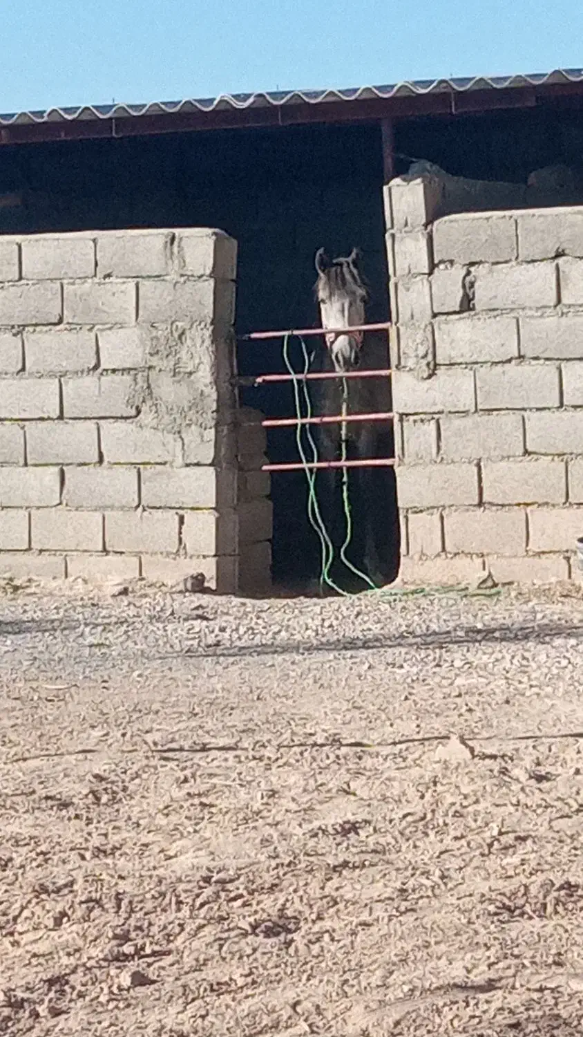 مادیان کرد|حیوانات مزرعه|شبستر, |دیوار