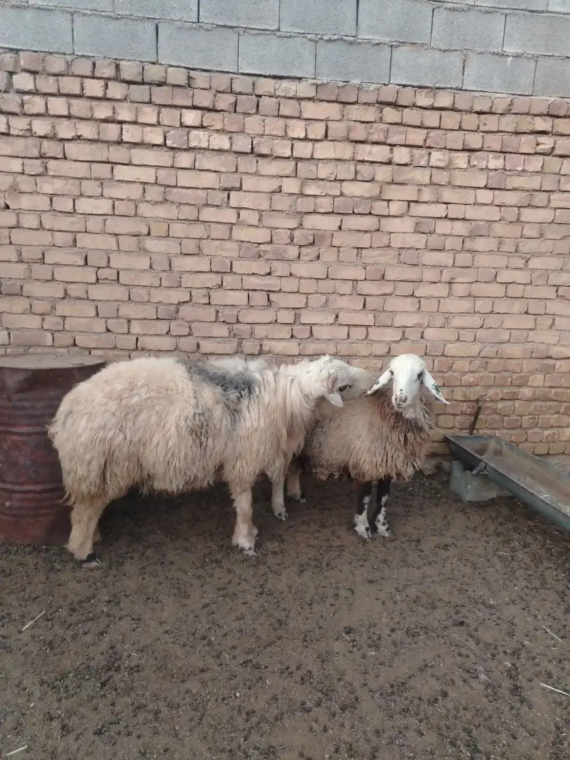 قوچ|حیوانات مزرعه|سمیرم, |دیوار