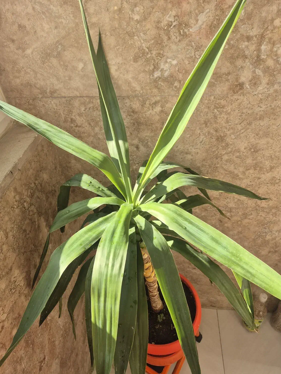 یوکا|گل و گیاه طبیعی|اردبیل, |دیوار