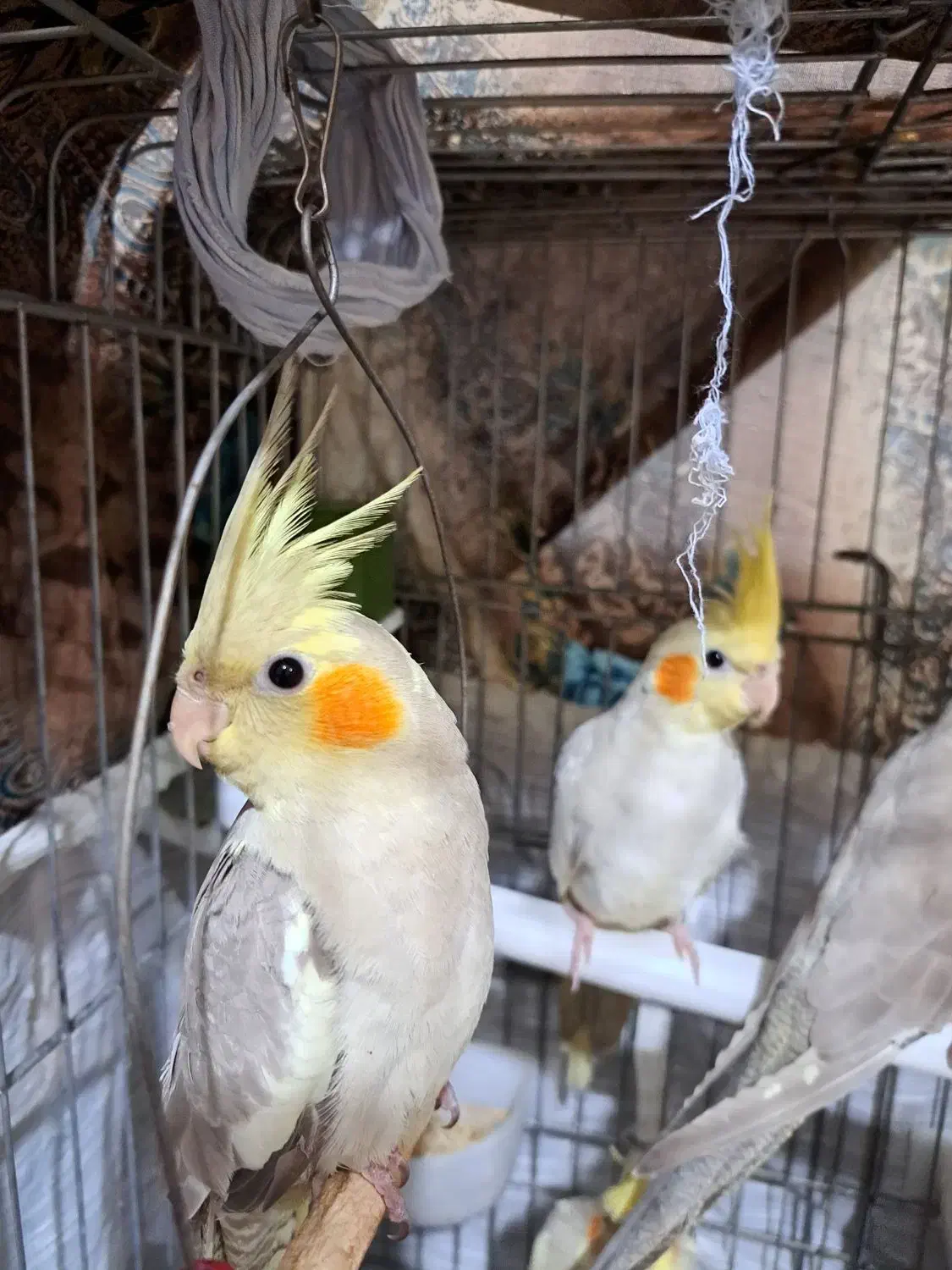 عروس هلندی|پرنده|هشتگرد, شهرک ولیعصر (مصلی)|دیوار