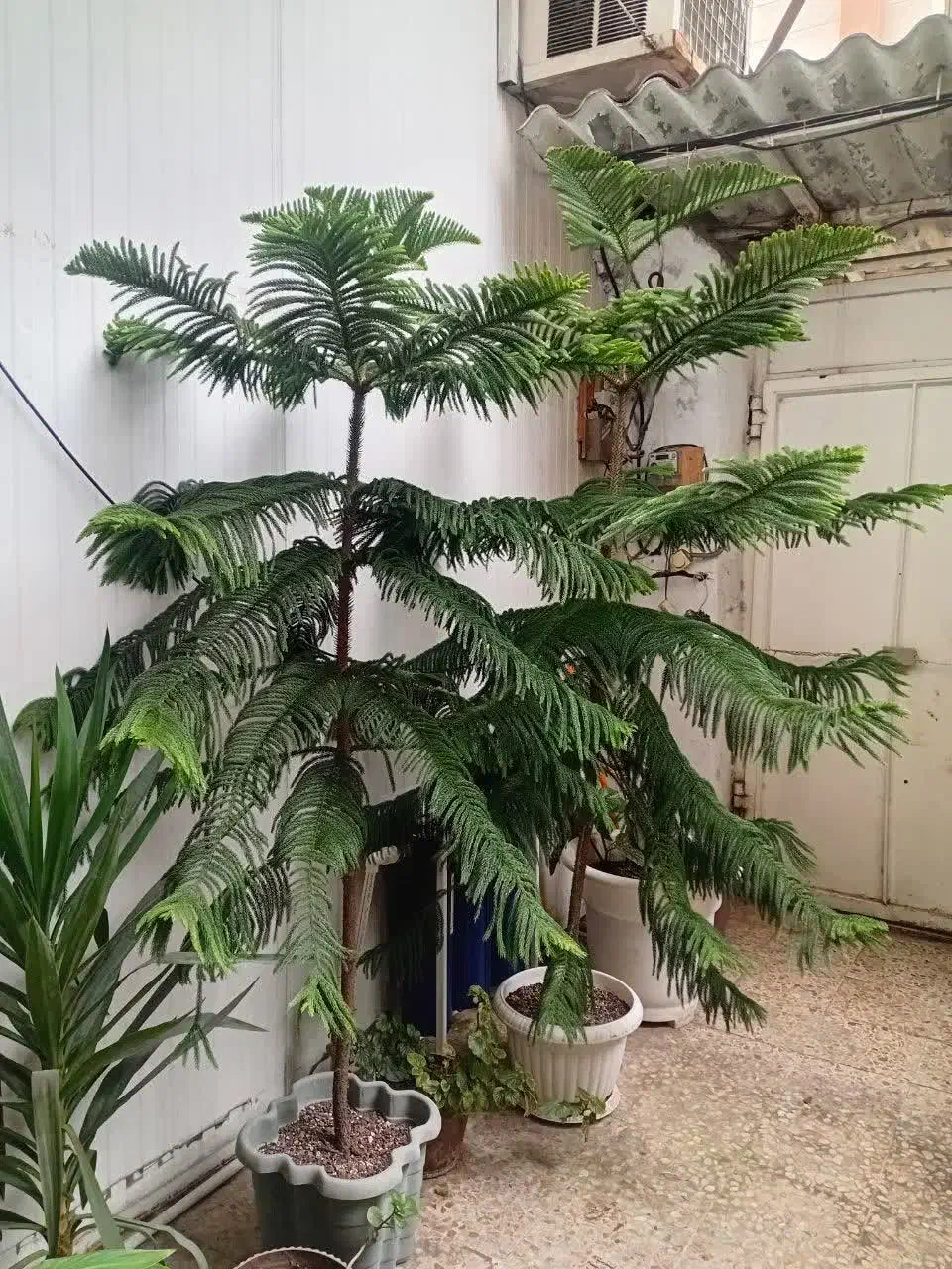 گل و گلدان|گل و گیاه طبیعی|آمل, |دیوار