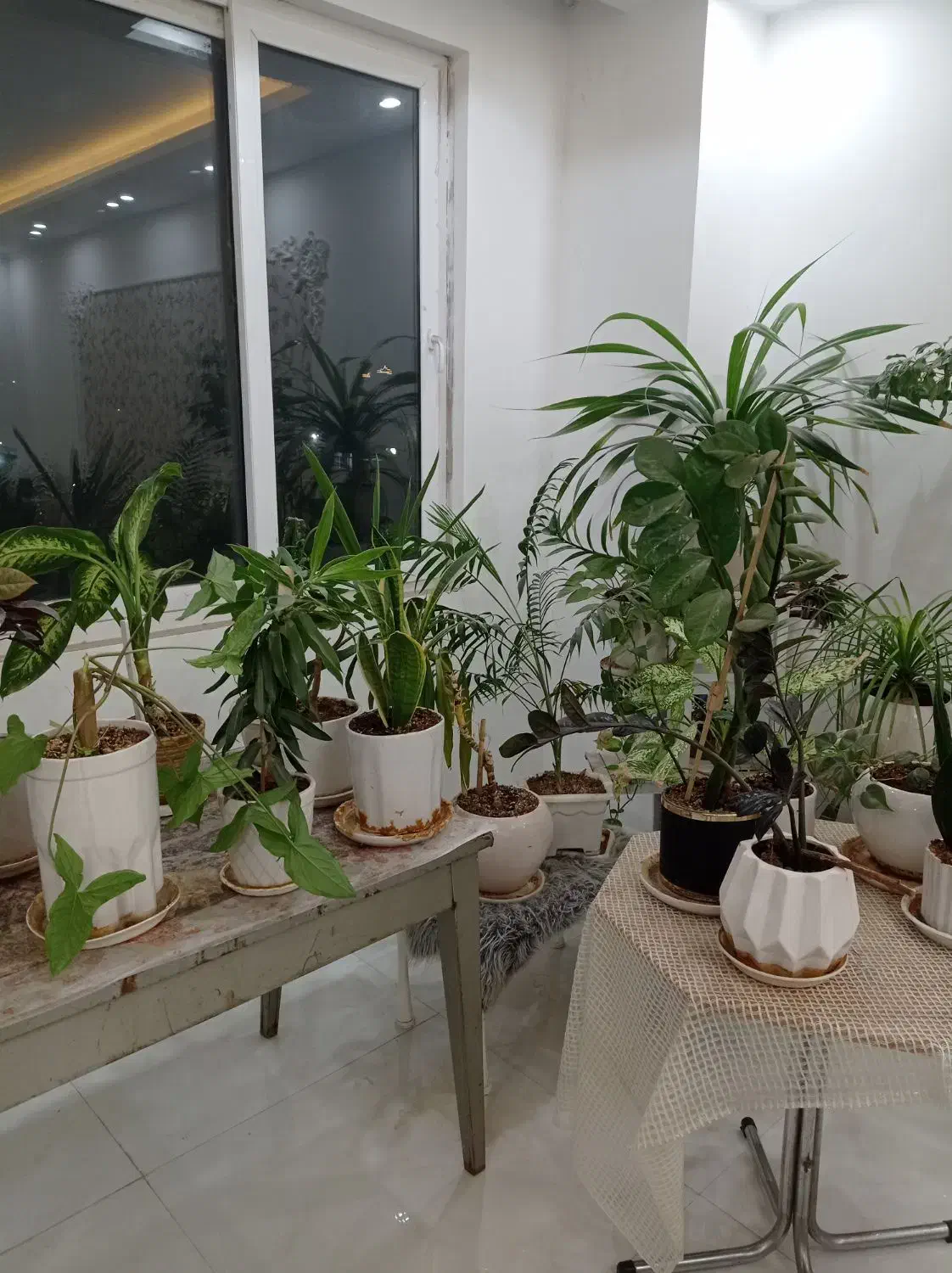 انواع گل|گل و گیاه طبیعی|نیشابور, شهرک ولیعصر|دیوار