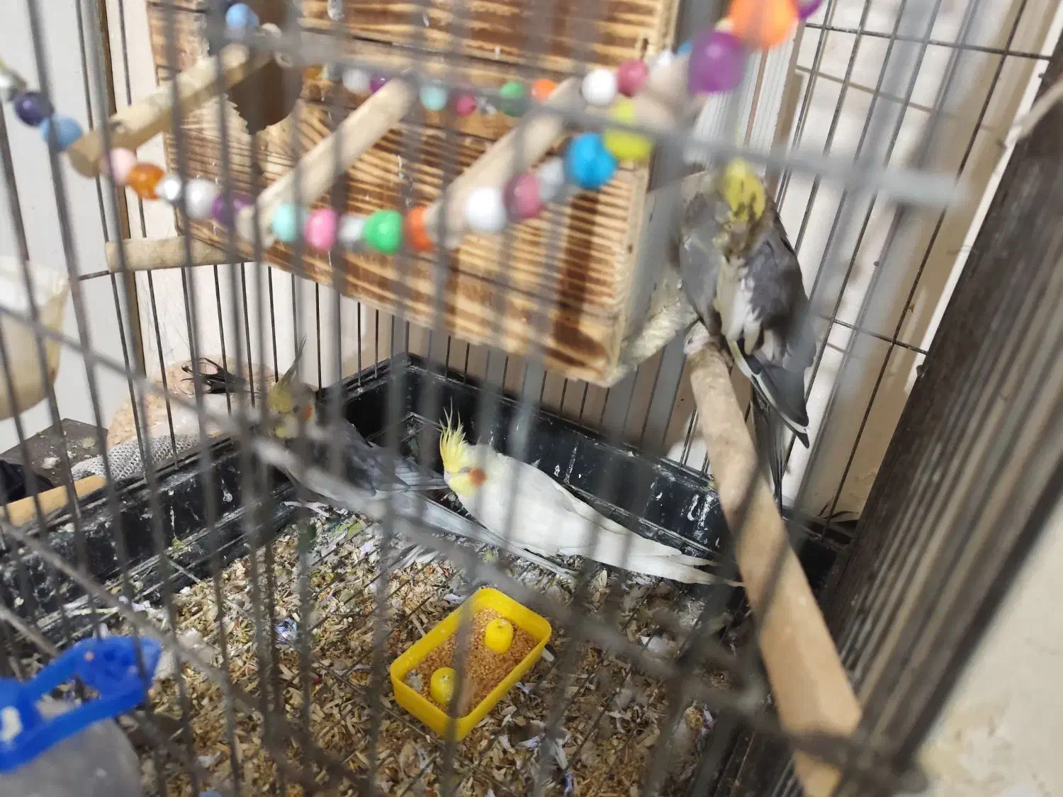 سه عدد عروس هلندی زیبا|پرنده|تهران, اتابک|دیوار