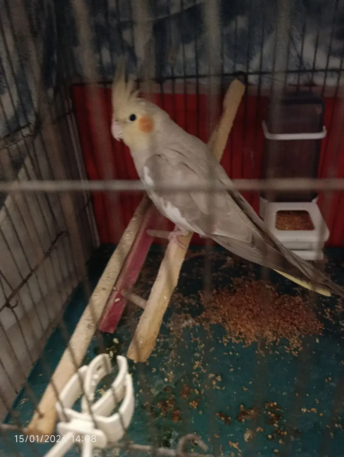 عروس هلندی مولد|پرنده|باسمنج, |دیوار