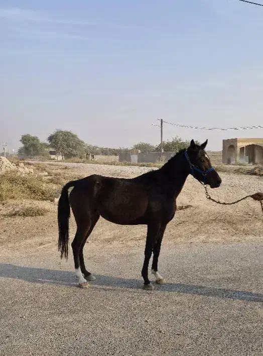 درود ...  مادیون بالغ و خالص عرب|حیوانات مزرعه|شوشتر, |دیوار