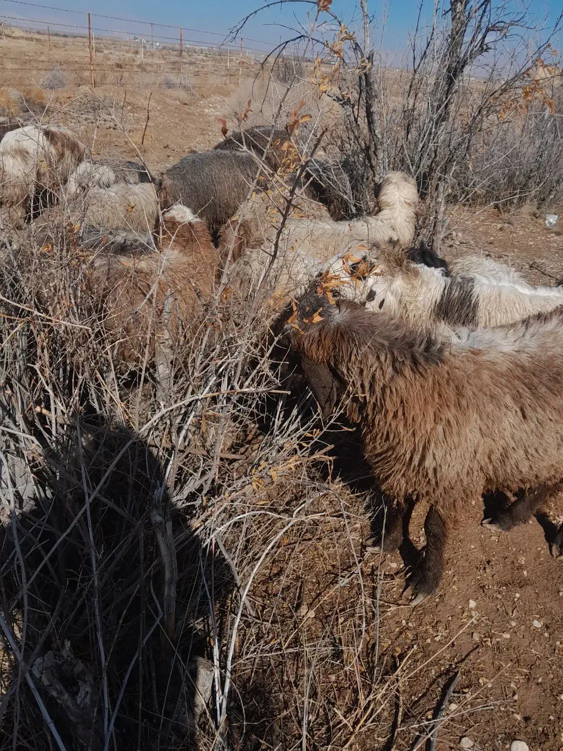 با سلان تعدادی بره نر|حیوانات مزرعه|خرامه, |دیوار