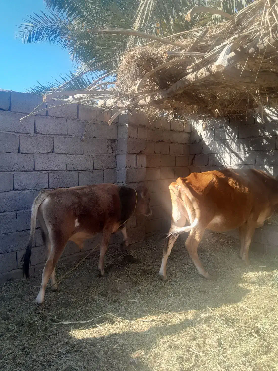 هردوتا بخورجنس خوب|حیوانات مزرعه|گنبکی, |دیوار