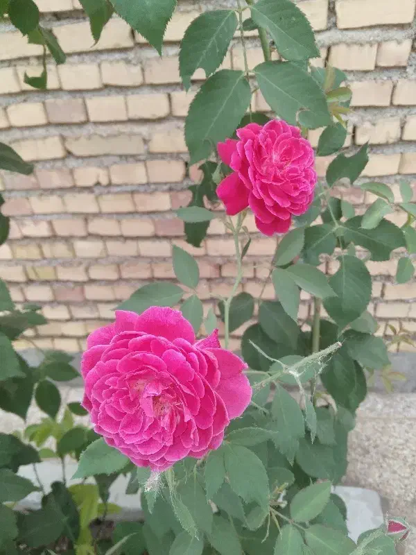 خانه ویلایی شهرک نورمحمدی|فروش خانه و ویلا|شوشتر, |دیوار