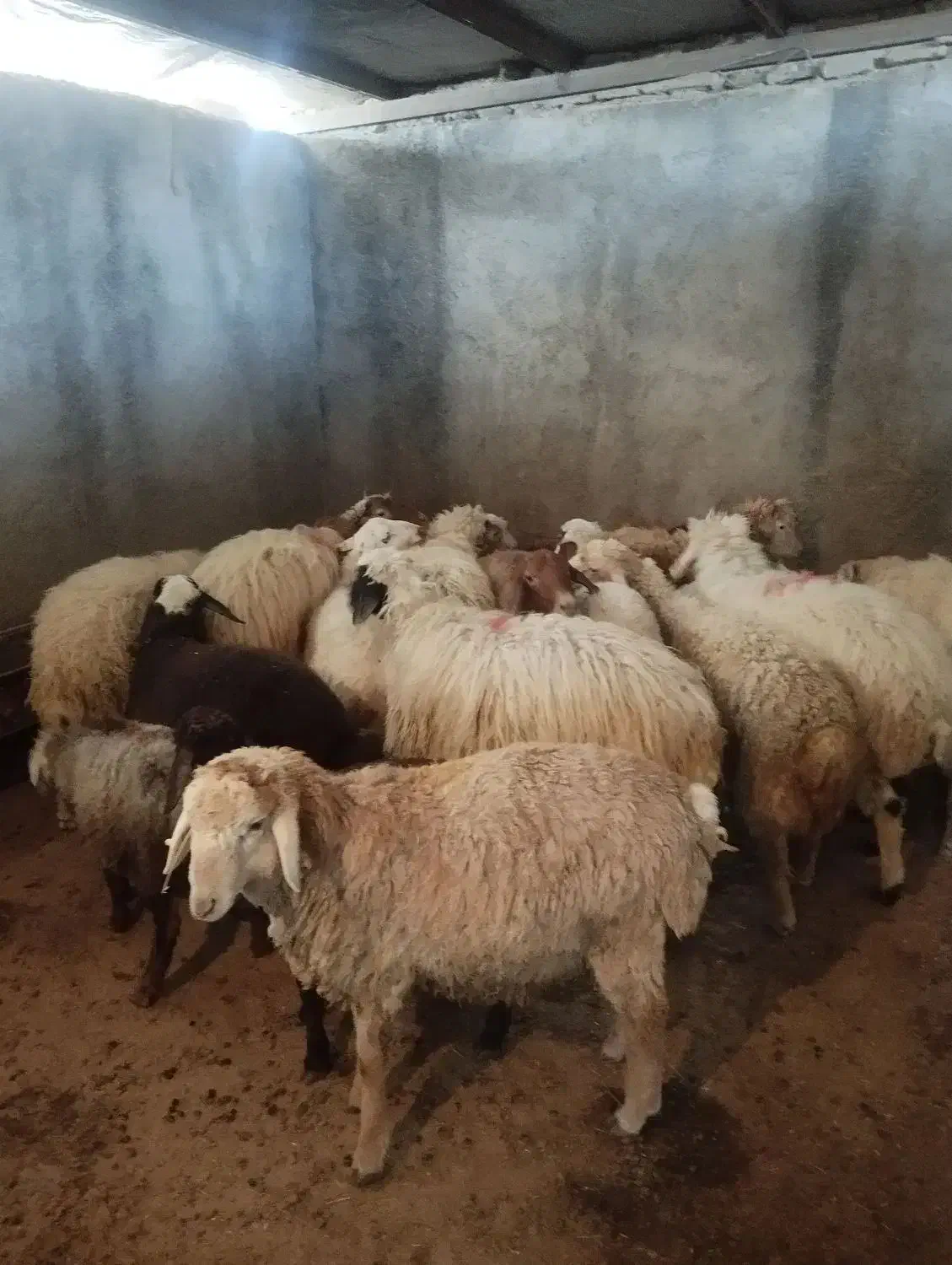 با سلام دام زنده به صورت شبانه روزی دررباط کریم|حیوانات مزرعه|رباطکریم, شهرک صنعتی دهحسن|دیوار