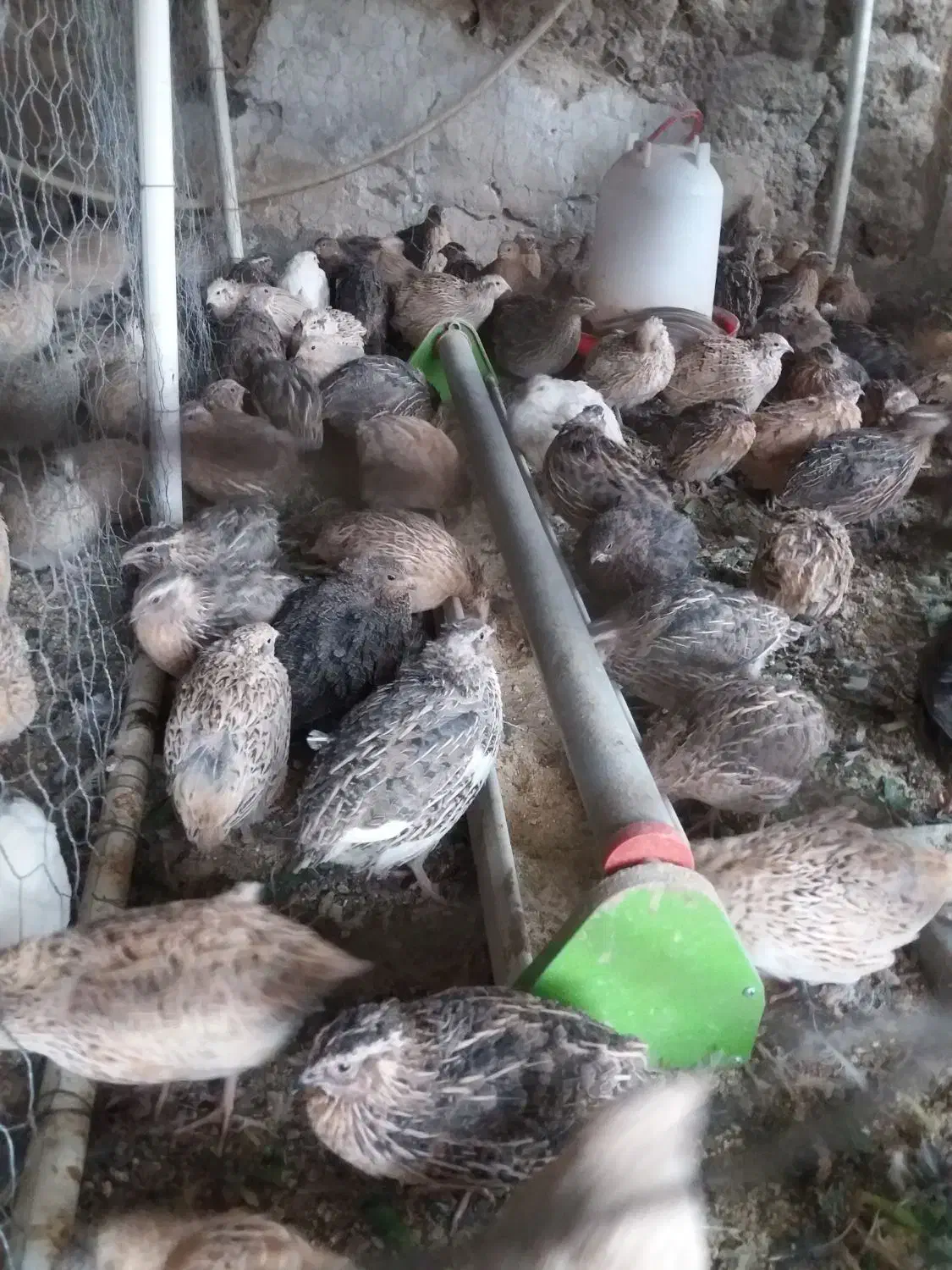 بلدرچین|حیوانات مزرعه|قره پشتلو, |دیوار