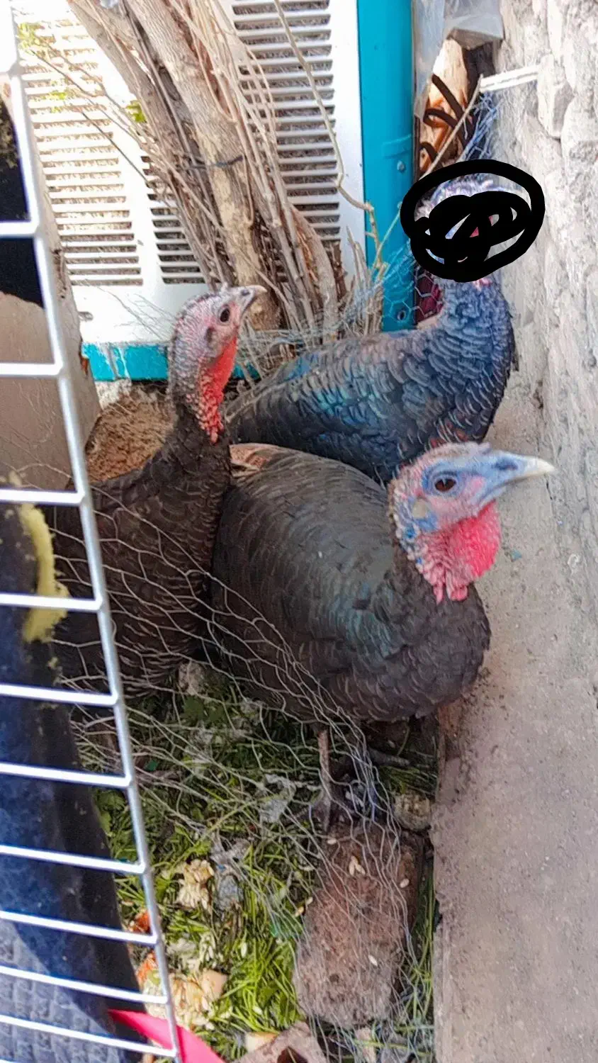 بوقلمون|حیوانات مزرعه|تهران, مسگرآباد|دیوار